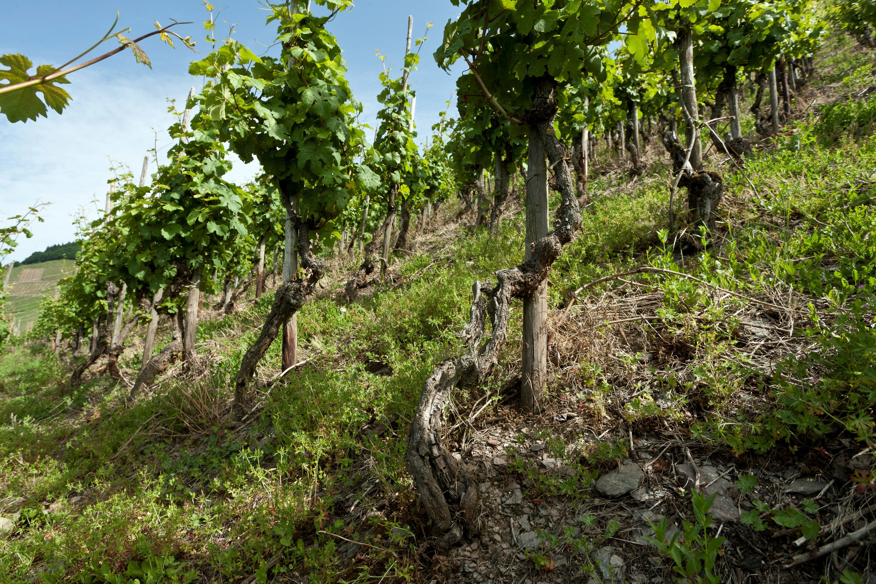 Carl Loewen bei Vinothek Munzert